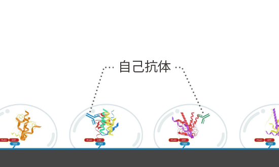 自己抗体がアレイ上の抗原タンパク質と結合イメージ